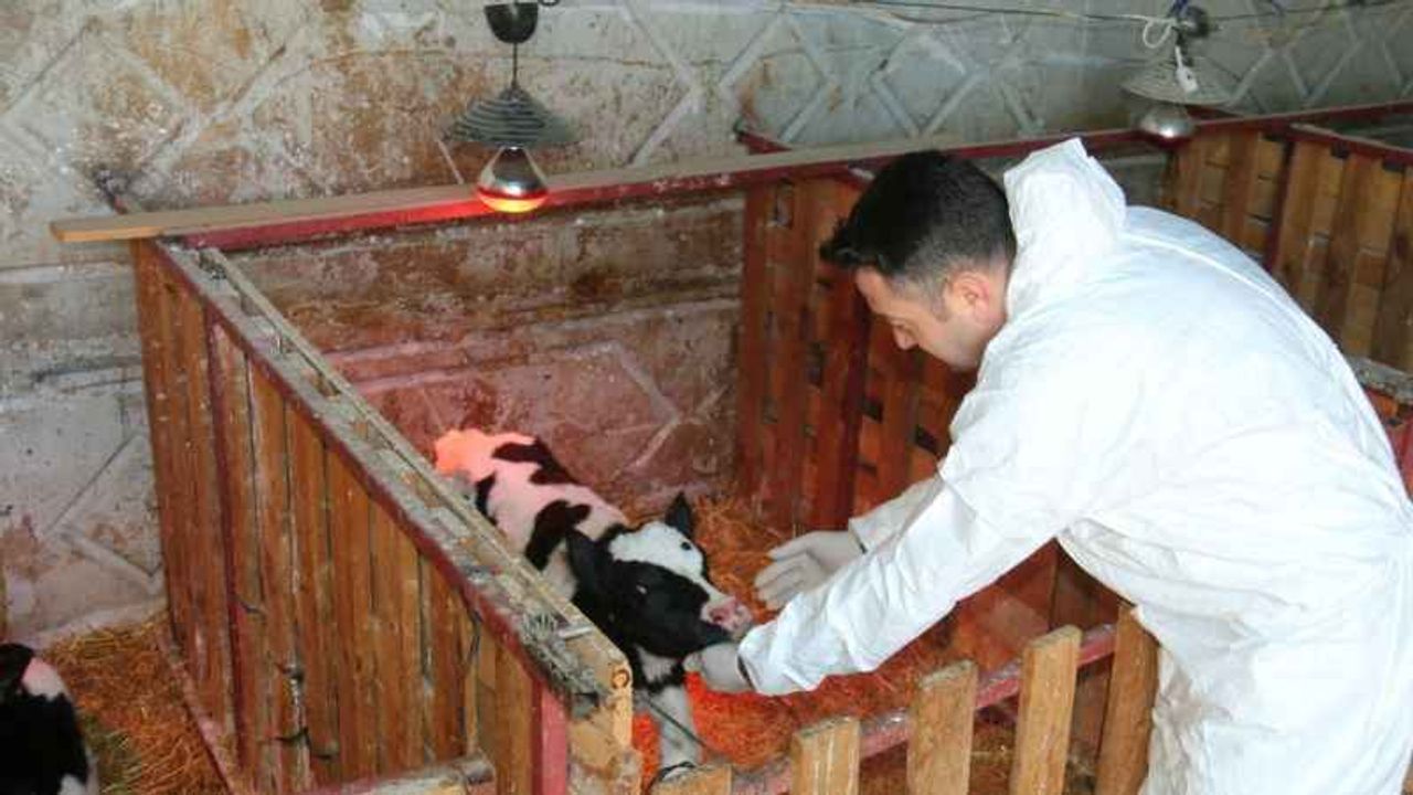 Şap hastalığına karşı büyük mücadele