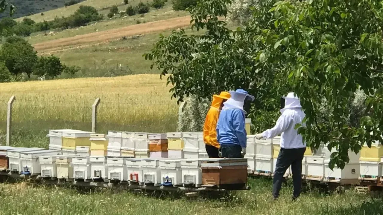 Kırşehir'de arı sütü hasadı gerçekleştirildi