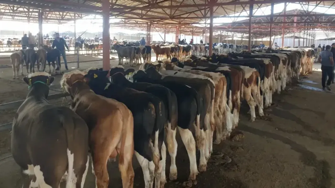 Kırşehir’in kurbanlık fiyatı açıklandı