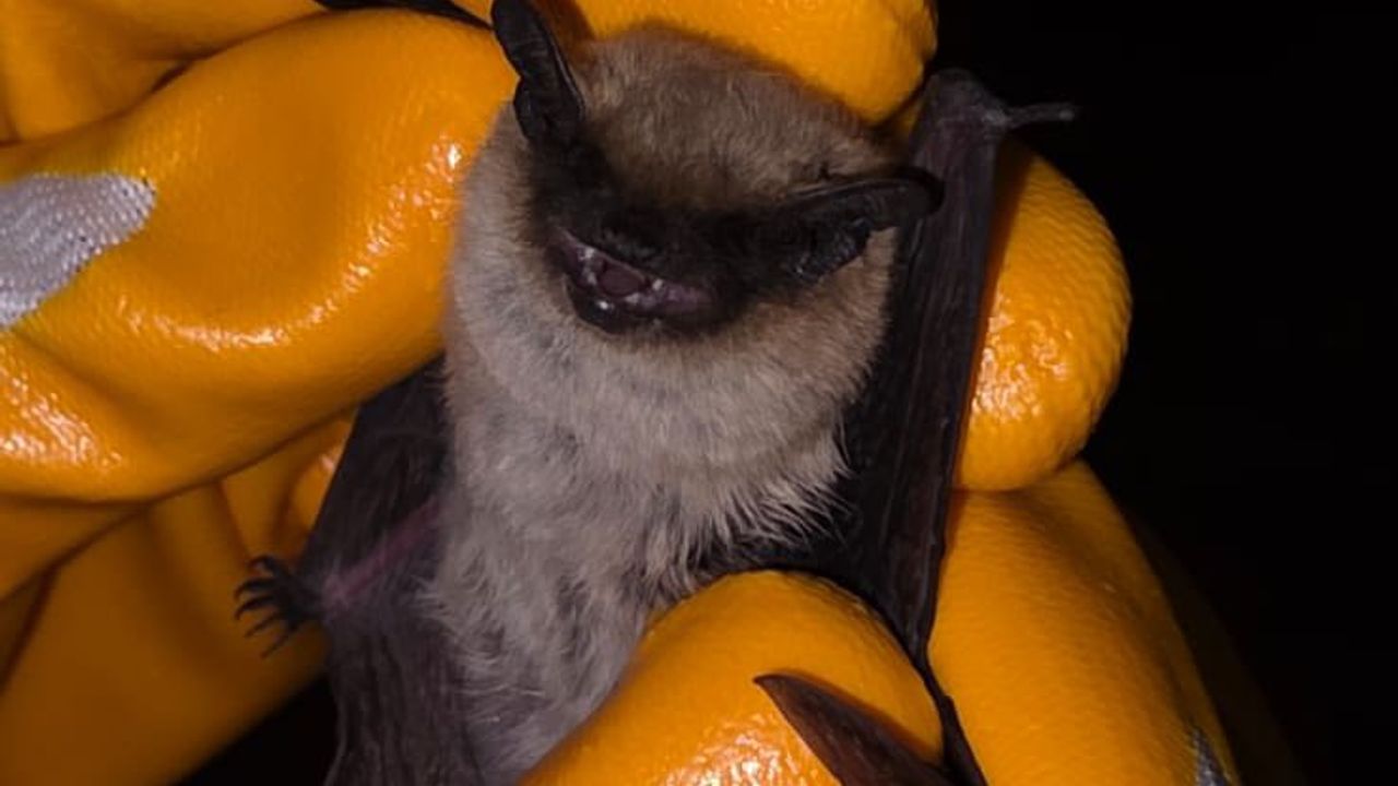 Kırşehir’de bitkin cüce yarasa koruma altına alındı