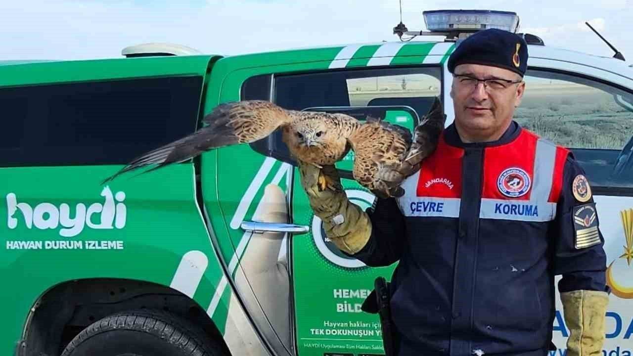 Yaralı kızıl şahin koruma altına alındı