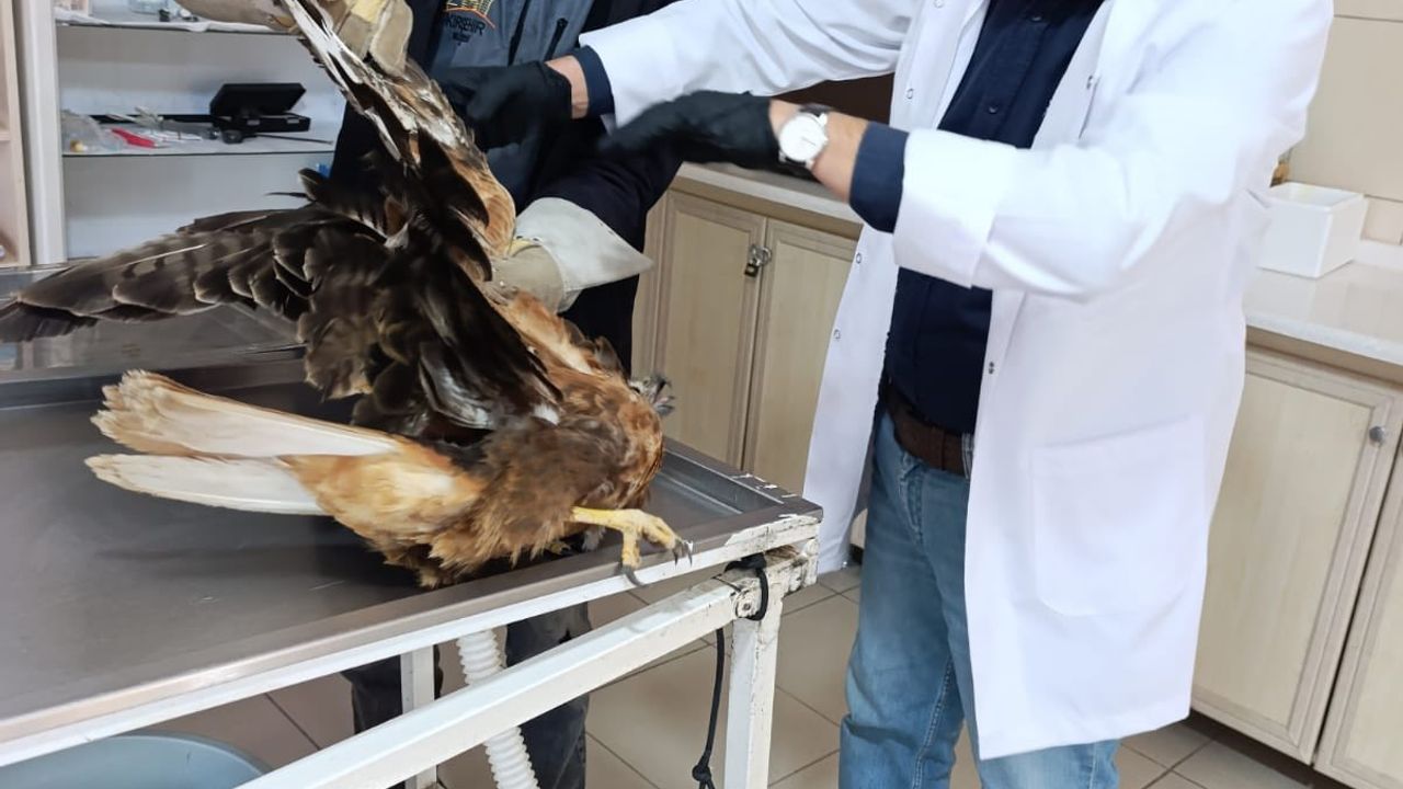 Yaralı kızıl şahin tedavi altına alındı