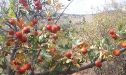 Kırşehir dağlarının mükemmel lezzeti!