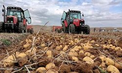 Patates hakkında bunları biliyor musunuz?