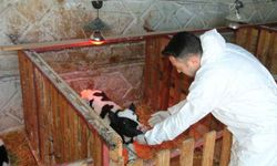 Şap hastalığına karşı büyük mücadele
