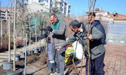 Meyve fidanı satışları başladı