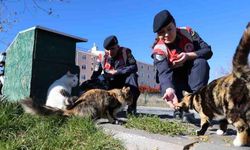 Jandarmadan, sokak hayvanlarına şefkat eli