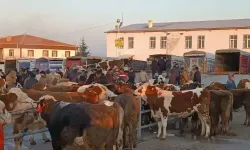 Seçim günü canlı hayvan borsası açık olacak