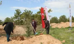 Sedir ağaçları toprakla buluştu