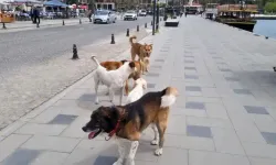  Başıboş köpekler vatandaşları tedirgin ediyor