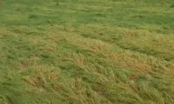 Dolu yağışı ekili arazileri vurdu