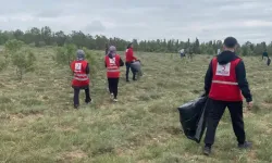 Ormanlar temizleniyor!