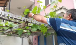 Kırşehir'de asma yaprağı toplanmaya başlandı