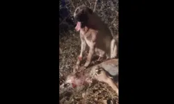 Kırşehir'de çoban köpeğinin kahramanlık gösterdi!