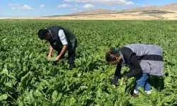 Şekerpancarı ve aspir bitkileri kontrol edildi