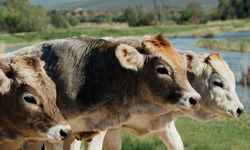 Kırşehir'de suni tohumlama hizmeti devam ediyor