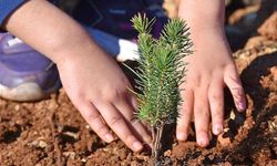 Kırşehir’de bugün tüm okullarda eş zamanlı fidan dikecek