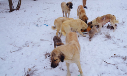 Sokak hayvanlarına sıcak yem ve barınak desteği sağlanmalı