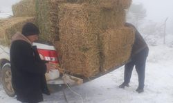 Zorlu kış günlerinde DKMP’den hayvanlara yem desteği