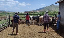 Kırşehir’de veteriner ekipler sahaya indi