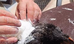 Kırşehir’de yaralı civcive ilk müdahale!