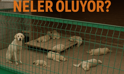 Kırşehir’de Hayvan Barınağında “Katliam” İddiası gündemi salladı!