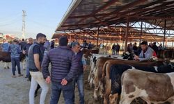 Kırşehir hayvan pazarında yoğunluk gün geçtikçe artıyor