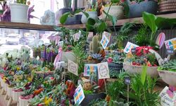 Kırşehir'de gül ve orkideler savaşı