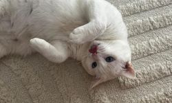 Kırşehir’de evde kedi beslemenin sürpriz etkileri