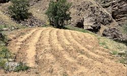 Bingöl’de 2 bin 900 kök kenevir ele geçirildi