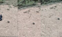 Bir anda ortaya çıktı, doğaya döndü