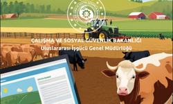 Kırşehir’de yabancı çoban başvuruları başladı!