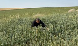 Hububatta Kırşehir savunmasını devam ettiriyor