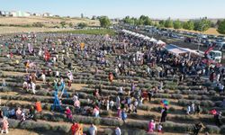 Kırşehir’de lavanta şöleni nikahla taçlandı!