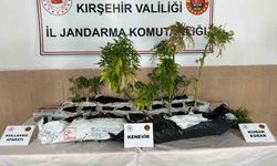 Kırşehir’de yasaklı madde operasyonu: 40 kök kenevir ele geçirildi