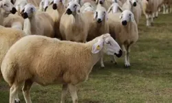 Kurbanlıklar kapış kapış gidiyor