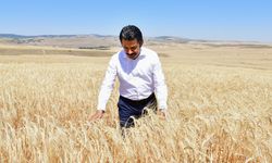Vali Demiryürek, çiftçilerle arpa hasadında buluştu!