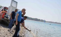 10,5 milyon yavru sazan 12 ilde göletlerle buluştu