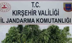 Kırşehir’de 48 kök kenevir ele geçirildi