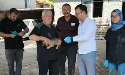 O köyde köpekler takip altında