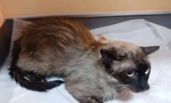 Manisa’da İtfaiye, Yangından Kurtardığı Kediyi Hayata Döndürdü