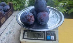 5 tanesi 1 kilo geliyor