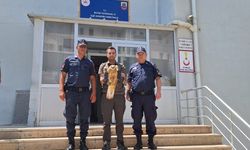 Mucur’da yaralı Kızıl Şahin, vatandaşların desteğiyle kurtarıldı