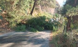 Ağaç devrildi, yol ulaşıma kapandı