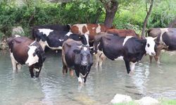 Bunaltıcı sıcaklarda hayvanların su serinliği