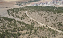 Kırşehir ormanları drone ile gözetim altında!