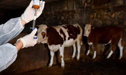 Kırşehir’in başarılı veterinerleri Erzurum’da