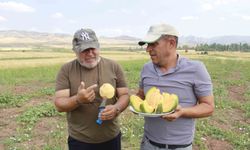 Tarlalarda lezzet yolculuğu başladı