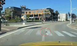 Trafikte kurallara uyan minik kaplumbağa vatandaşlara örnek oldu