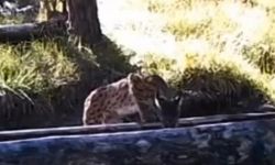 Yalaktaki suyla serinlemeye çalıştı